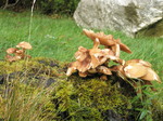 JT00841 Mushrooms near car park.jpg